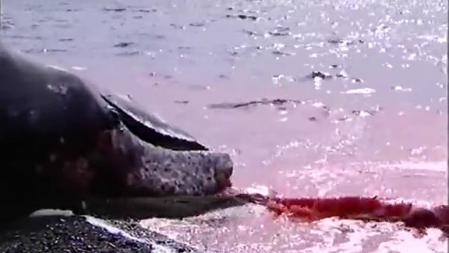 Охота на кита(эпизод #3). Чукотка. Россия. / Whale Hunt (episode # 3). Chukotka. Russia. 2002.