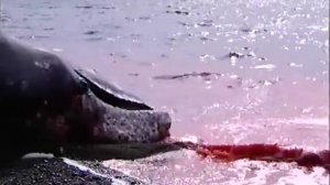 Охота на кита(эпизод #3). Чукотка. Россия. / Whale Hunt (episode # 3). Chukotka. Russia. 2002.