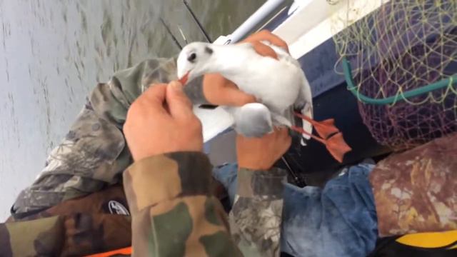 чайка попалась на блесну смотреть онлайн