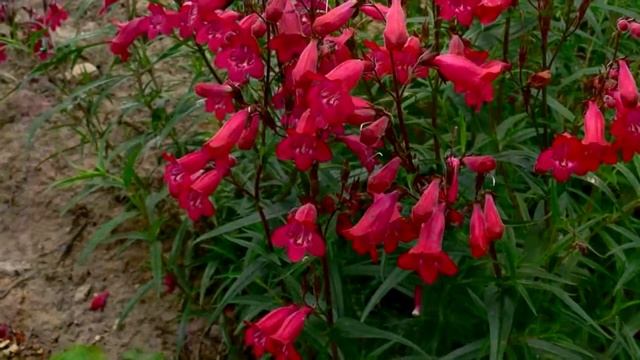 Выращивание ПЕНСТЕМОНА, а также ВСЁ о Посадке и Уходе