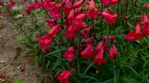 Выращивание ПЕНСТЕМОНА, а также ВСЁ о Посадке и Уходе