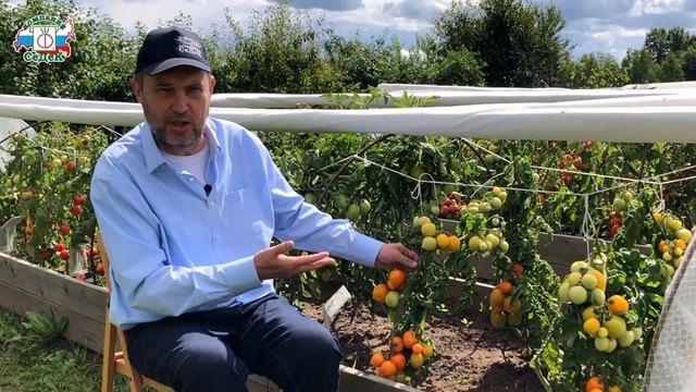 ГАРАНТИРОВАННЫЙ УРОЖАЙ ТОМАТА В ЛЮБОЙ ЗОНЕ смотреть онлайн