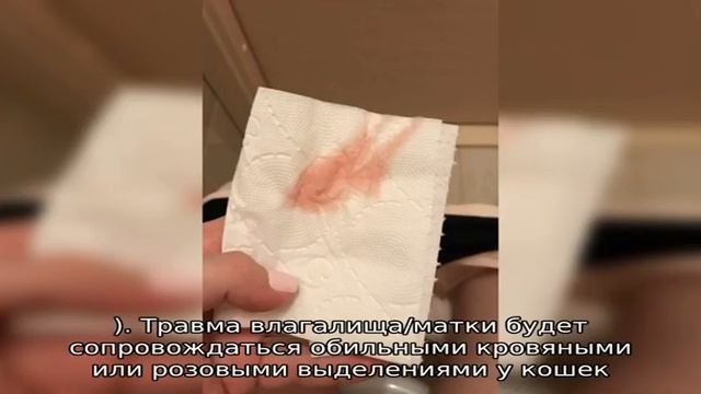 Розовые выделения у кошки