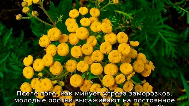 Пижма трава: описание, полезные свойства, где применяется смотреть онлайн