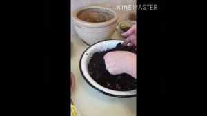 Посадка эухариса