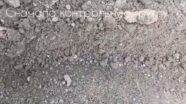 Изучение влияния b. subtilis на рост редиса смотреть онлайн