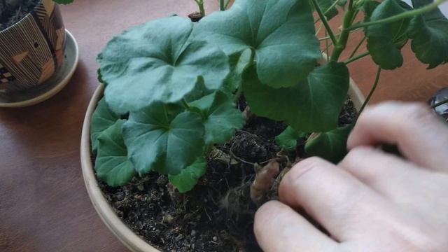 Трудности с ГЕРАНЬЮ зимой в квартире смотреть онлайн