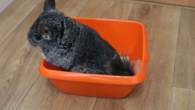 шиншилла купается смотреть онлайн