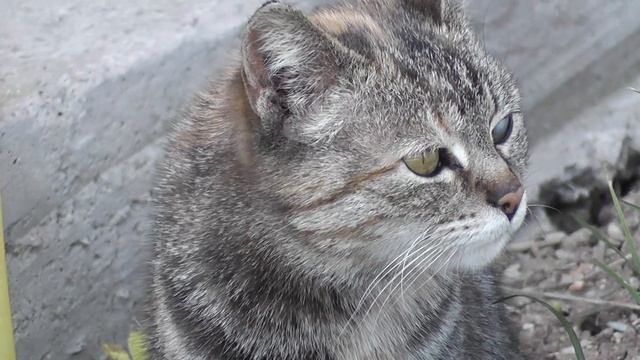 katarakt olan kedi, panasonic tm 60, pazarbey, beytullah pazar смотреть онлайн