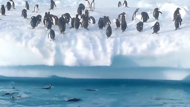 Необычные и интересные факты о пингвинах! Суровая и непростая жизнь пингвинов! смотреть онлайн