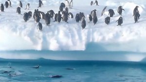 Необычные и интересные факты о пингвинах! Суровая и непростая жизнь пингвинов!