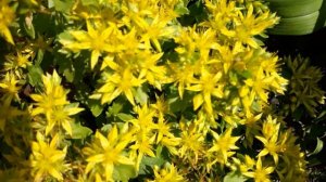 Цветение седума (Sedum) жёлтого