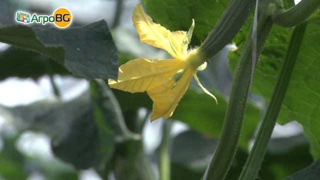 Удвоете добивите си с торовете Лебозол смотреть онлайн