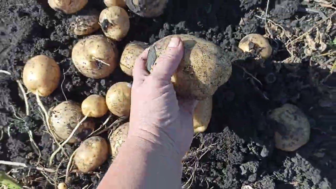 Наши сорта картофеля САНТЭ и ВЕНЕТА смотреть онлайн