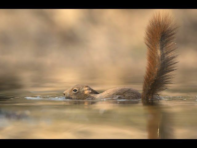 БУДНИ ДОМАШНЕЙ БЕЛКИ. БЕЛКА МОЕТСЯ В ПЕСКЕ смотреть онлайн