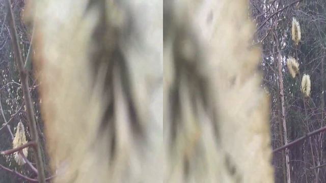 верба 3D видео для Вашего телефона для Вашего телефона природа рядом смотреть онлайн