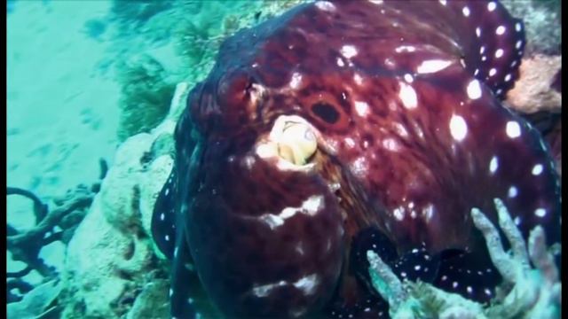 Finding Stuff Out –"Color" Season 1, Episode 1 (FULL EPISODE) смотреть онлайн