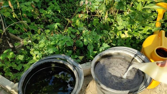 Натуральная подкормка для огурцов, помидор, перцев. смотреть онлайн