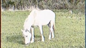 Лапенко. ГВИДОН ВИШНЕВСКИЙ. РАЗГОВОР С МОРЯЧКОМ.