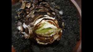 Почему не цветёт гиппеаструм?