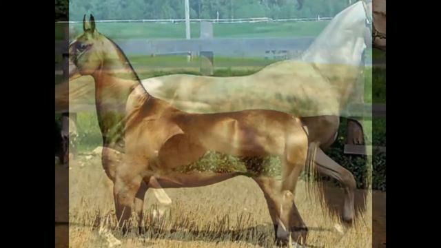 Ахалтекинские скакуны. смотреть онлайн