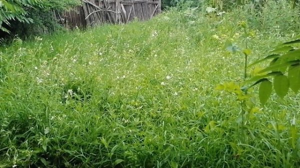 Stihl Fs 400 hard work