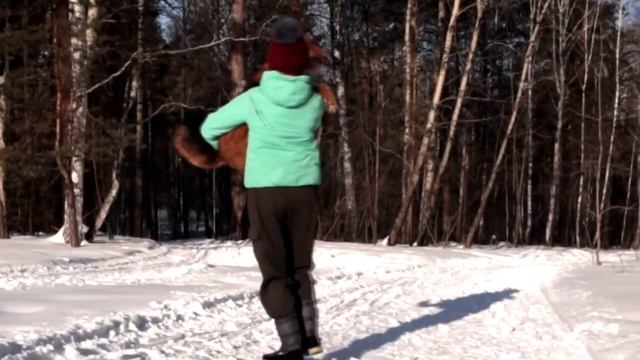 Идеальная собака Эрдельтерьер. Лучший друг. смотреть онлайн
