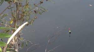 Ловим рыбу на черную львинку.