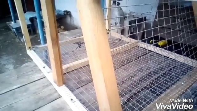 Как построить двух ярусную клетку для кроликов??? Пошаговая постройка!!! смотреть онлайн