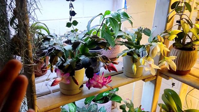 кошка в доме- горе цветовода🏠🐱🌿