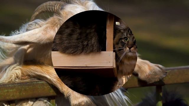 Смешные животные//Funny animals смотреть онлайн