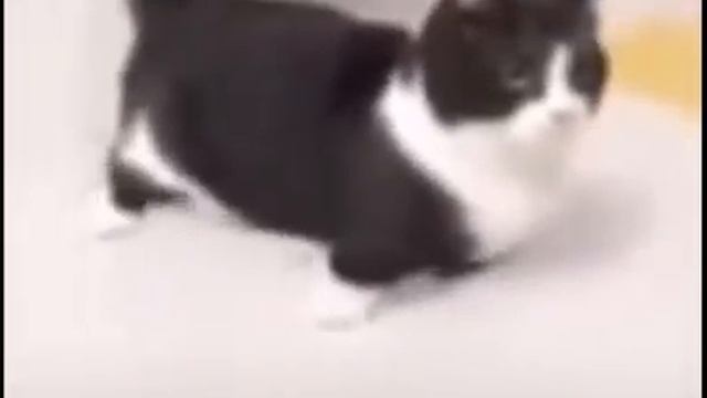 Кот трясется смотреть онлайн