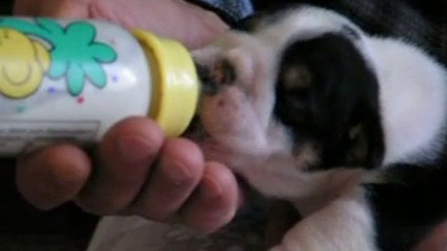 щенки английского бульдога чёрный триколор дев. смотреть онлайн