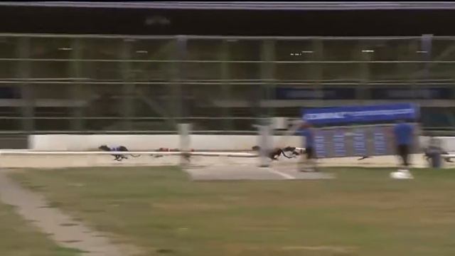 Bubbly Majestic In Trap 2 Coming 2nd In His Race At Romford. Xxx смотреть онлайн