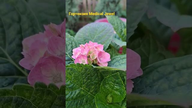 Medical Jewel #голландия #гортензія смотреть онлайн