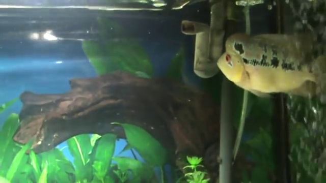 Blue Dragon ZZ flowerhorn смотреть онлайн