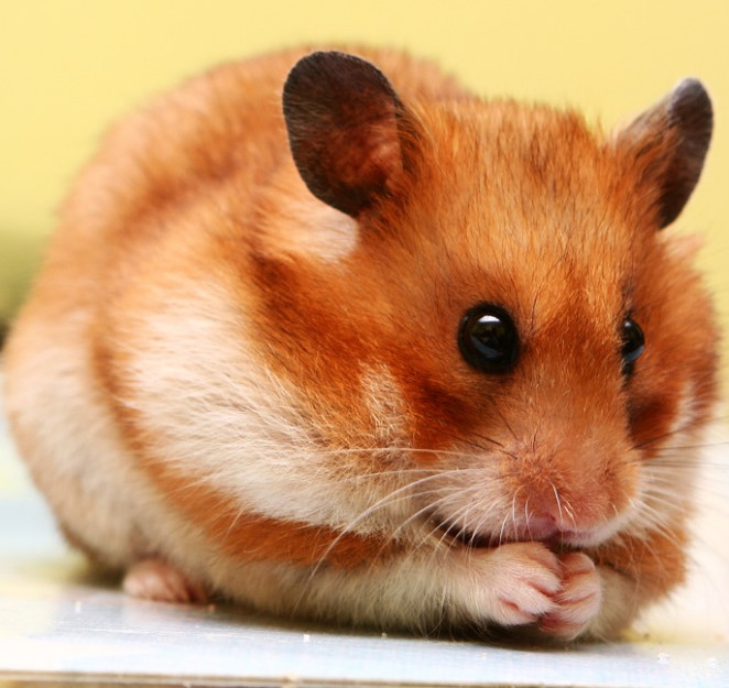 БЕРЕМЕННЫЙ ХОМЯК. КАК ОПРЕДЕЛИТЬ БЕРЕМЕННОСТЬ У ХОМЯКА смотреть онлайн