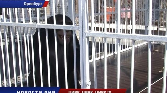 Цирк «Джамбо» смотреть онлайн