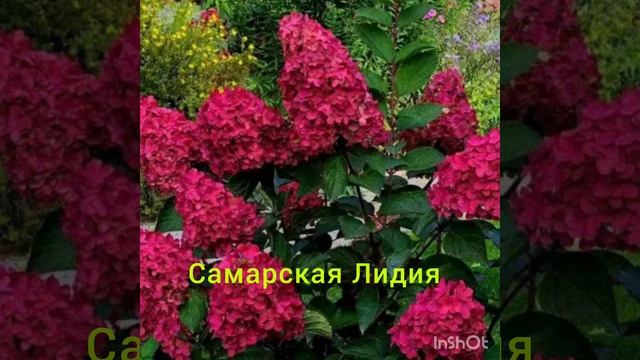 Топ 5 самых красных сортов метельчатых гортензий !!! смотреть онлайн