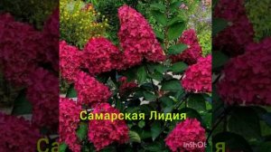 Топ 5 самых красных сортов  метельчатых гортензий !!!