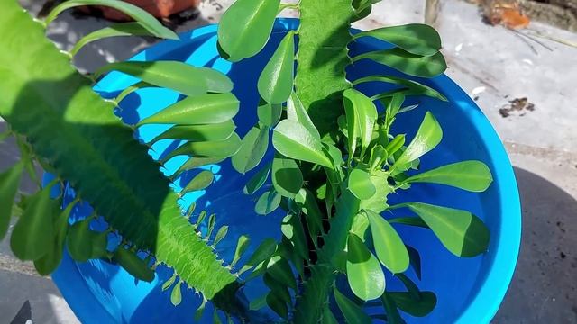 Euphorbia Trigona: Update with a chop and prop. смотреть онлайн