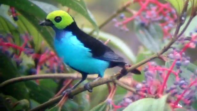 Tangara chilensis смотреть онлайн