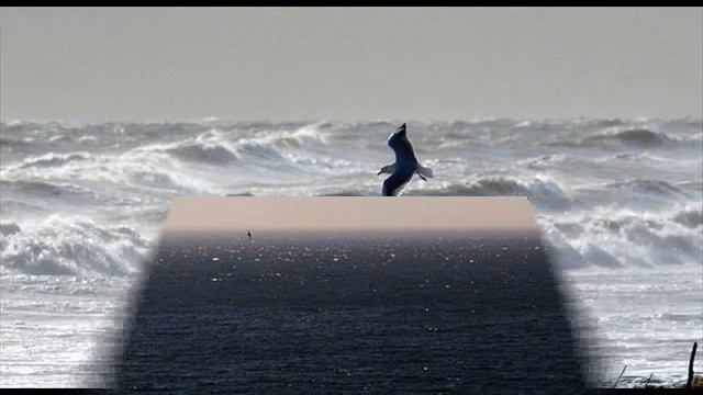 Чайка (Mewa, Gull)
