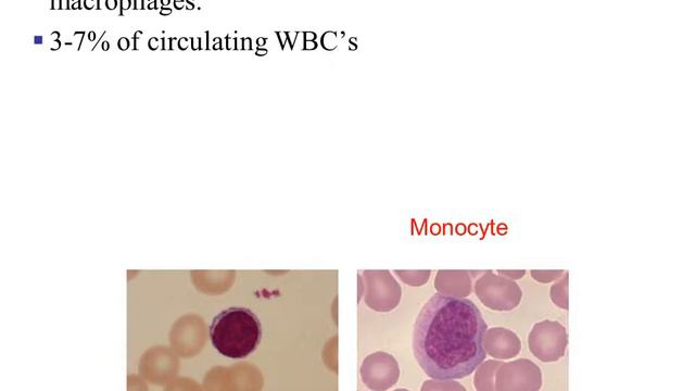 Microbiology Chapter 15B Innate 2nd line cells 38 смотреть онлайн