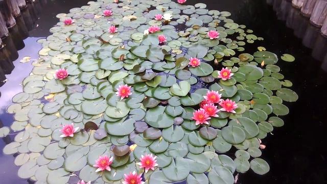 Природа радует глаз!