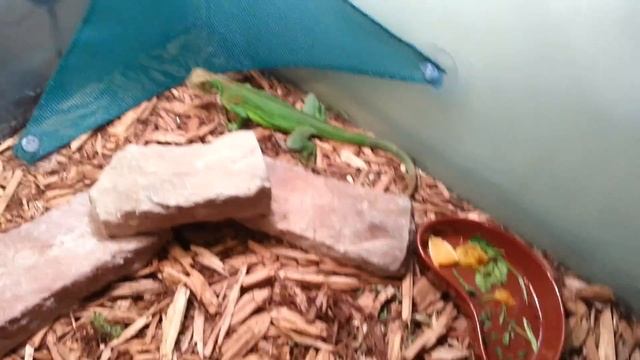 How to deal with a aggressive iguana смотреть онлайн