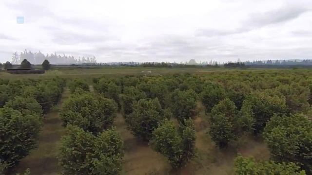 Штамбовая культура фундука в США, Орегон. смотреть онлайн