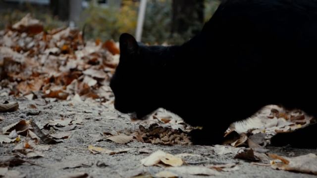 КОРМИМ БЕЗДОМНЫХ КОТИКОВ смотреть онлайн