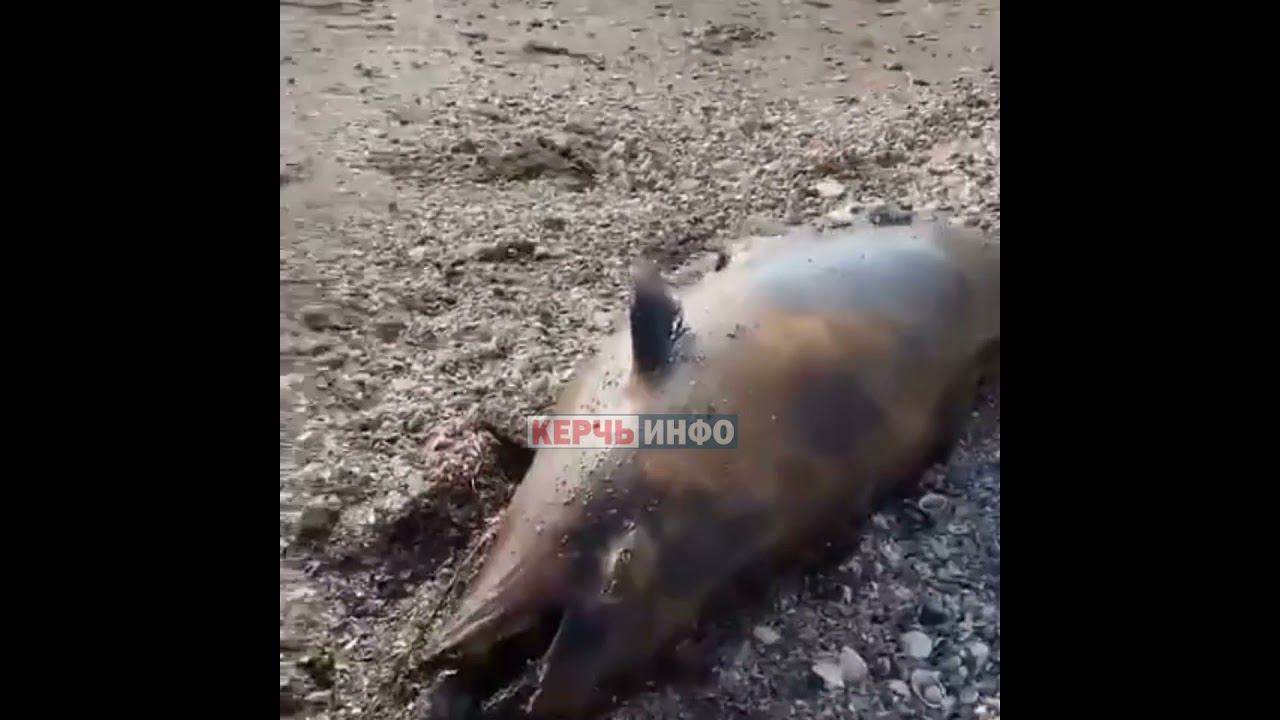 На пляже в Керчи обнаружили мертвого дельфина смотреть онлайн