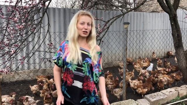 Куриный бизнес и опыт от покупки кур с птицефабрики смотреть онлайн
